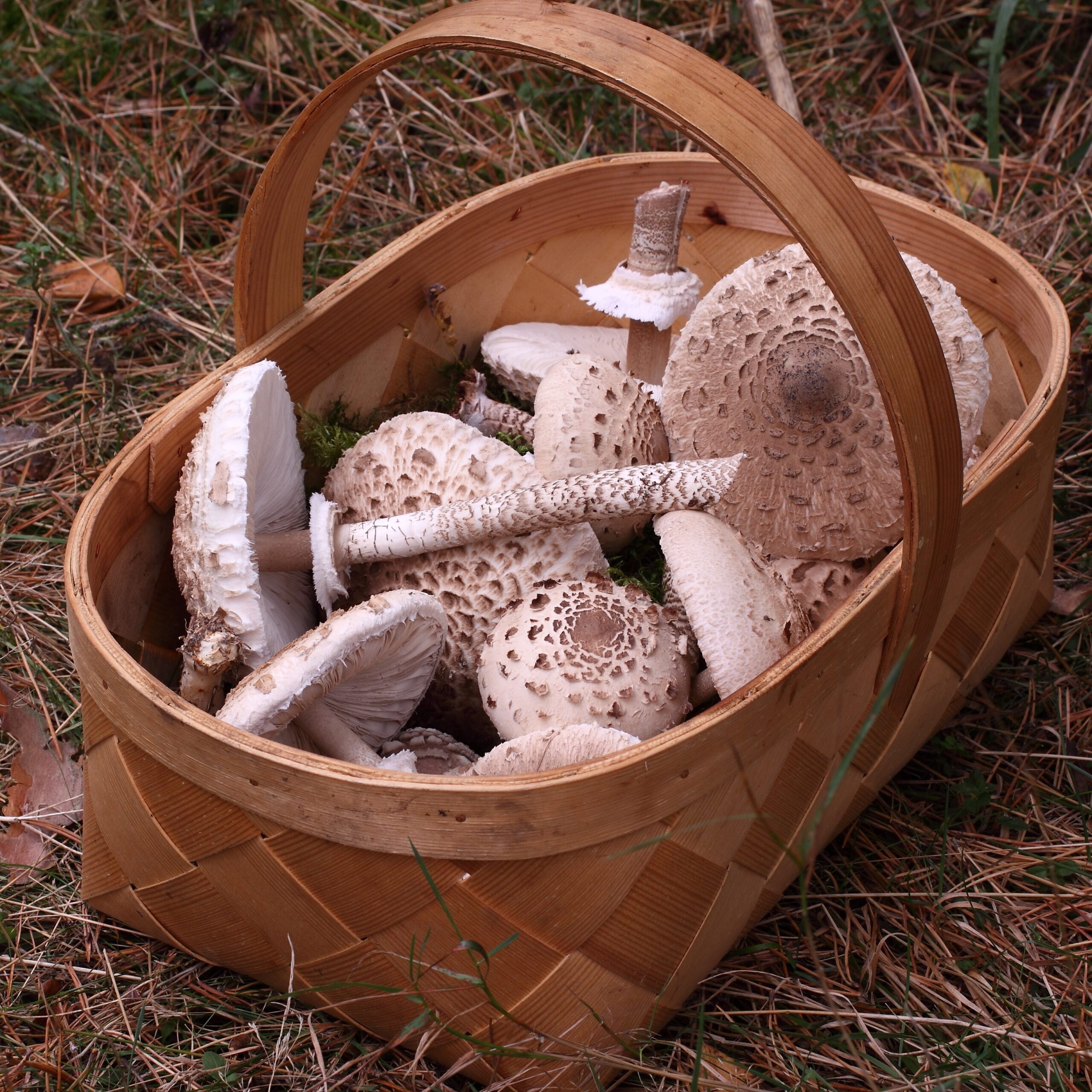 UUS! Praktiline seenekoolitus (alates 01.10.2026)