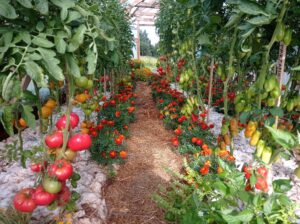 Seemnete säilitamine on põnev ja jätkusuutlik. Koolitusel tutvud aiaviljakultuuride ja talulillede seemnete kogumise, puhastamise ja säilitamisega.